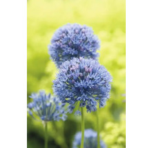 Sierui in de tuin