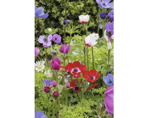 Kleurrijke anemoonbloemen in een tuinlandschap.