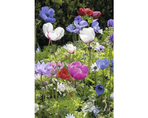 Bloeiende anemonen in verschillende kleuren in de tuin.