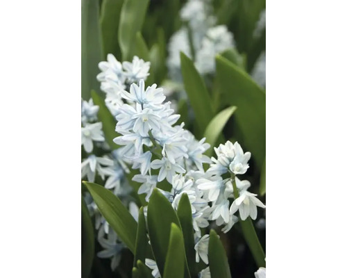 Close-up van een bloem uit het geslacht sterhyacint met groene bladeren