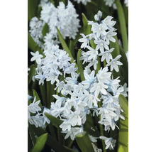 Bloeiwijze van de bolbloem Scilla mischtschenkoana