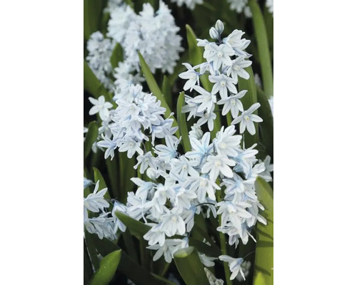 Bloeiwijze van de bolbloem Scilla mischtschenkoana