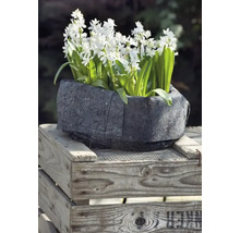 Bloempot met Scilla bloesems op houten kist