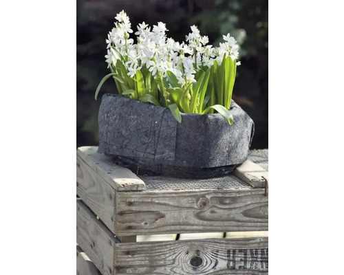 Bloempot met Scilla bloesems op houten kist