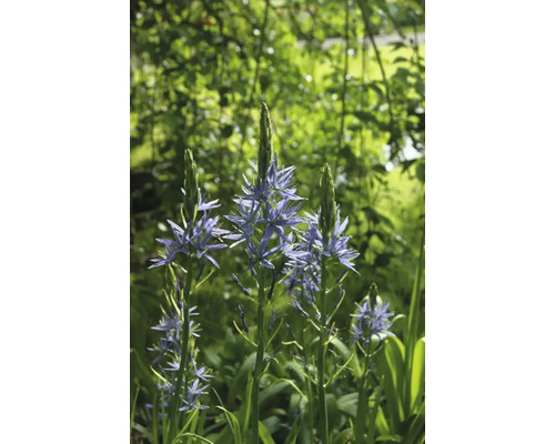 Close-up van prairielelies in de tuin.