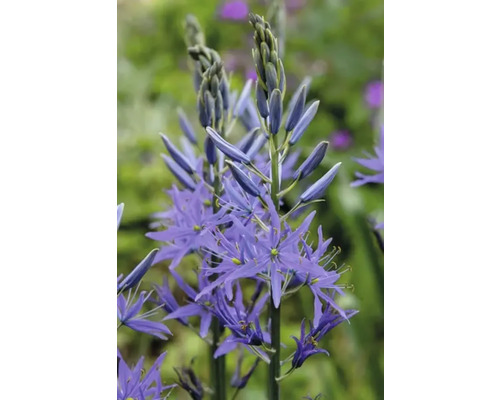Close-up van een prachtige Camassia