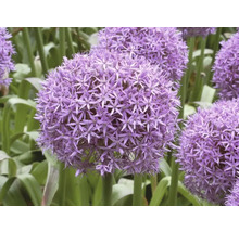 Sieruienbloemen in de tuin