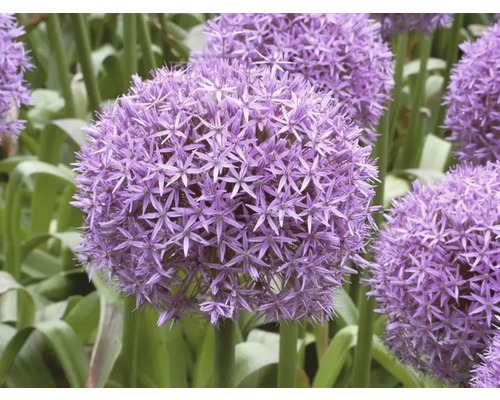 Sieruienbloemen in de tuin