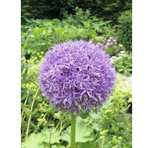 Individuele paarse Alliumbloem in de tuin.