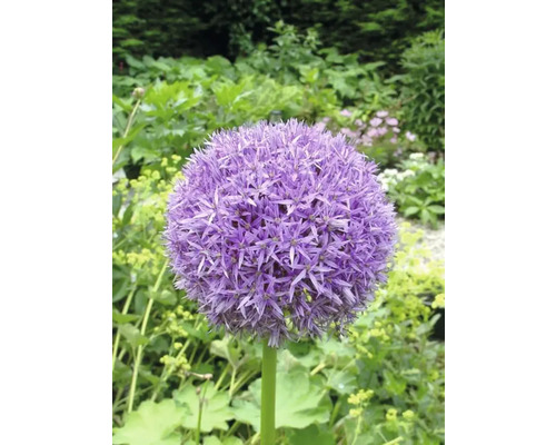 Individuele paarse Alliumbloem in de tuin.