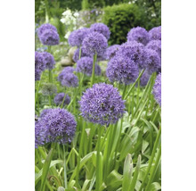 Bloeiende sierui in de tuinborder