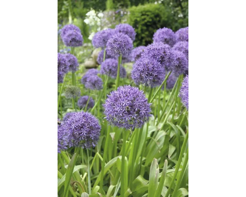 Bloeiende sierui in de tuinborder