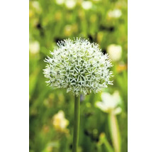 FLORASELF Bloembollen Sierui Allium 1 Stuks
