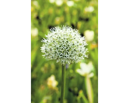 Bloeiende sierui in de tuin