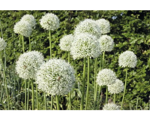 Close-up van sieruien in de tuin.
