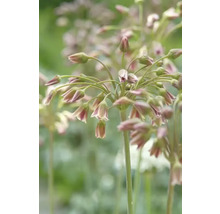 Close-up van sieruienbloemen