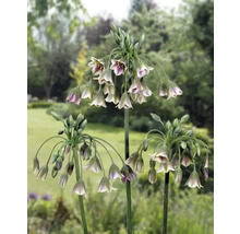Drie sieruienplanten in de tuin.