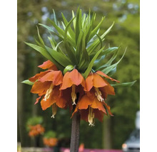 Keizerskroon met oranje bloemen en groene bladeren.