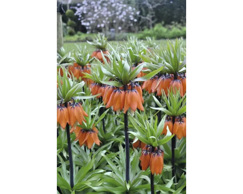 Groep Keizerskronen in de tuin