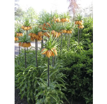 Keizerskronen in een tuinperk