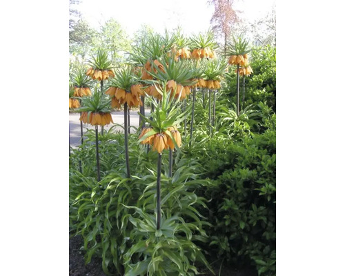 Keizerskronen in een tuinperk