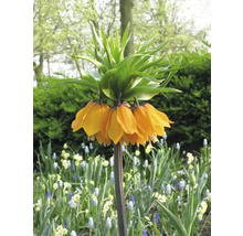 Keizerskroon bloem in de tuin