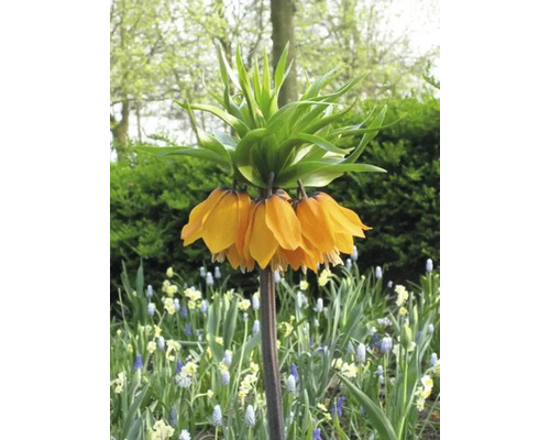 Keizerskroon bloem in de tuin