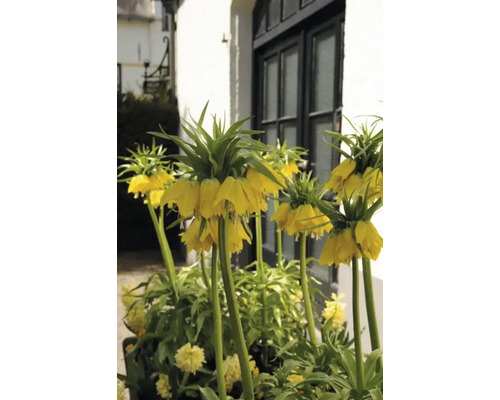 Gele keizerskronen voor een gebouw