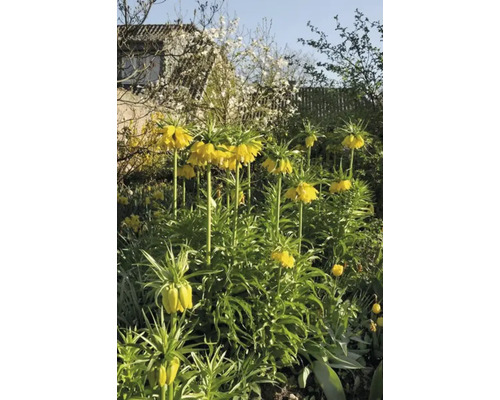 Gele keizerskronen in een tuin