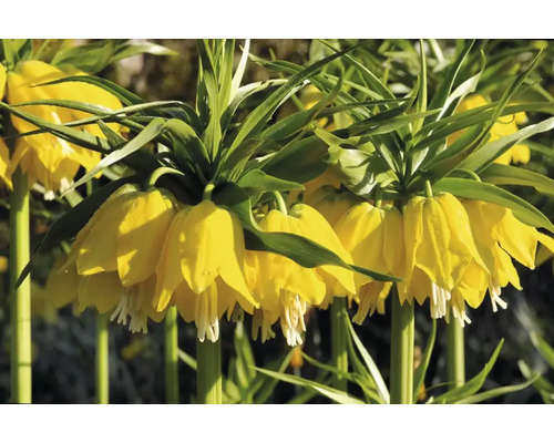 Gele keizerskronen in detail