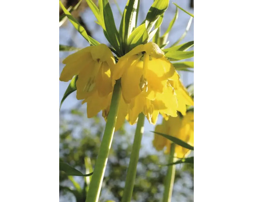 Gele keizerskroon bloem in detail