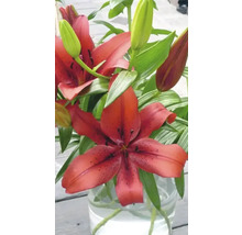FLORASELF Bloembollen Lelie Lilium 12 Stuks