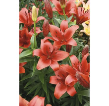 FLORASELF Bloembollen Lelie Lilium 12 Stuks