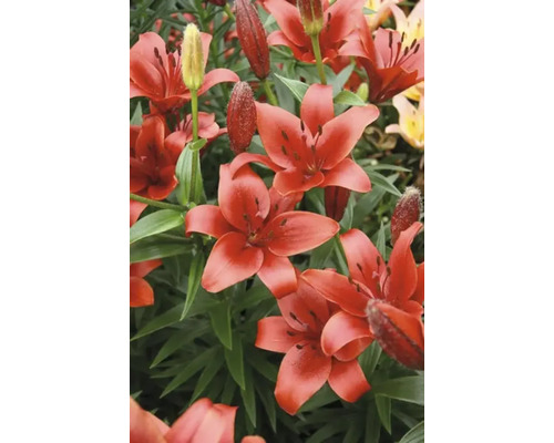 Close-up van Aziatische lelies met rode bloemen.