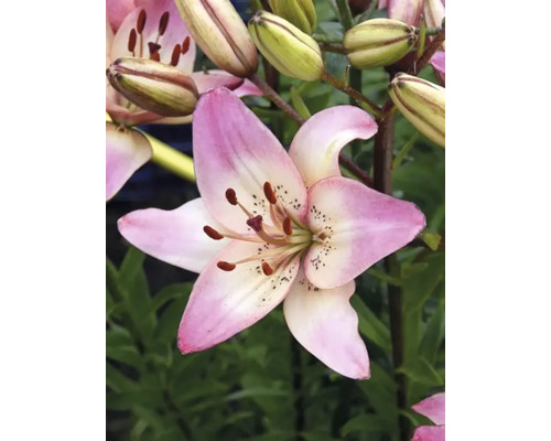 Close-up van een roze leliebloem in de tuin.