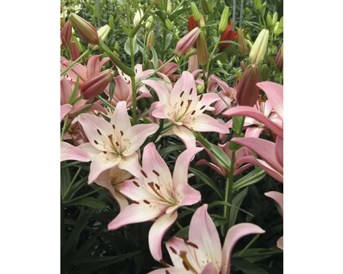 Close-up van roze leliebloemen in de tuin