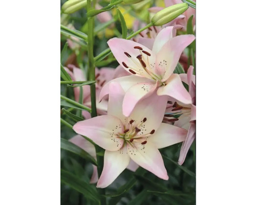 Close-up van roze leliebloemen in de tuin