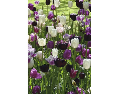 Veld met witte, violette en zwarte tulpen.