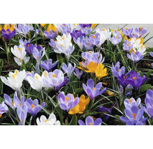 FLORASELF Bloembollen Krokus Crocus 60 Stuks