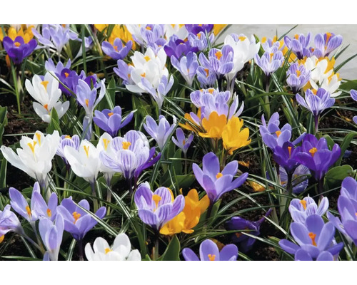 Bloeiende krokussen in verschillende kleuren