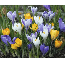FLORASELF Bloembollen Krokus Crocus 60 Stuks