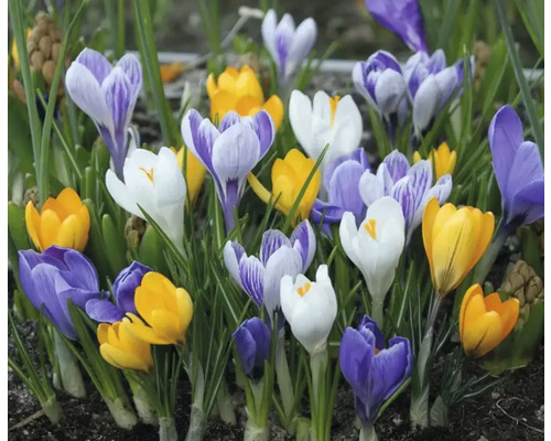 Groep krokussen met bloemen in verschillende kleuren