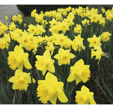 Veld met gele narcissen