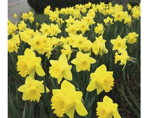Veld met gele narcissen