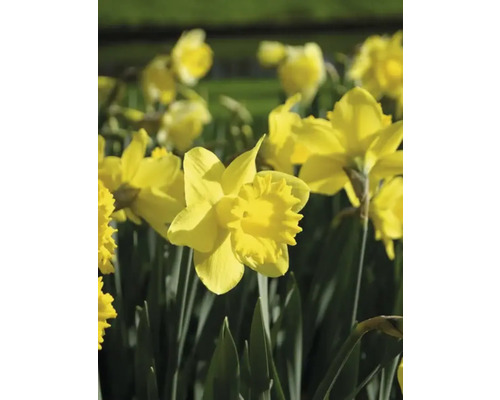 Gele narcissen in een tuinperk