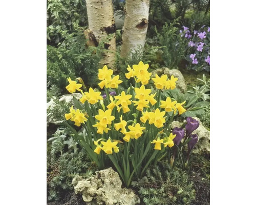 Gele narcissen in een tuinperk met berkenstammen op de achtergrond