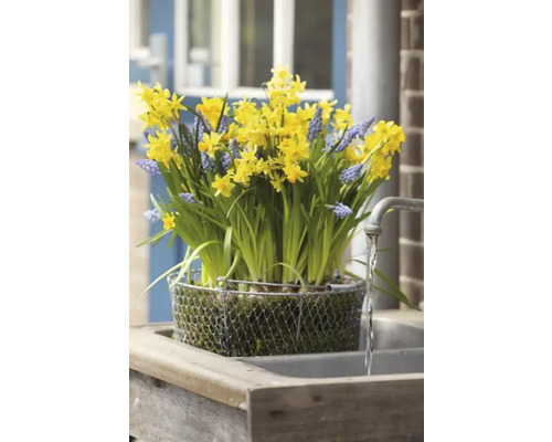 Gele narcissen en blauwe hyacinten in een draadmand op een wastafel