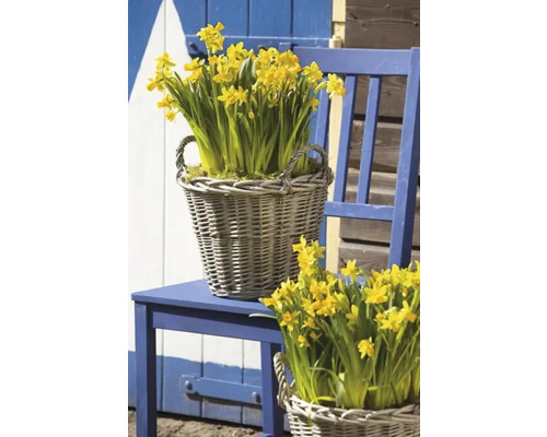Gele narcissen in rieten manden op blauwe stoel