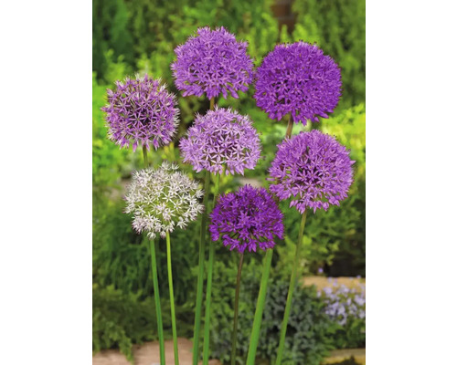 Bloeiende sieruienplanten in de tuin