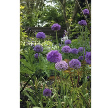 Bloeiende sierui in de tuin.